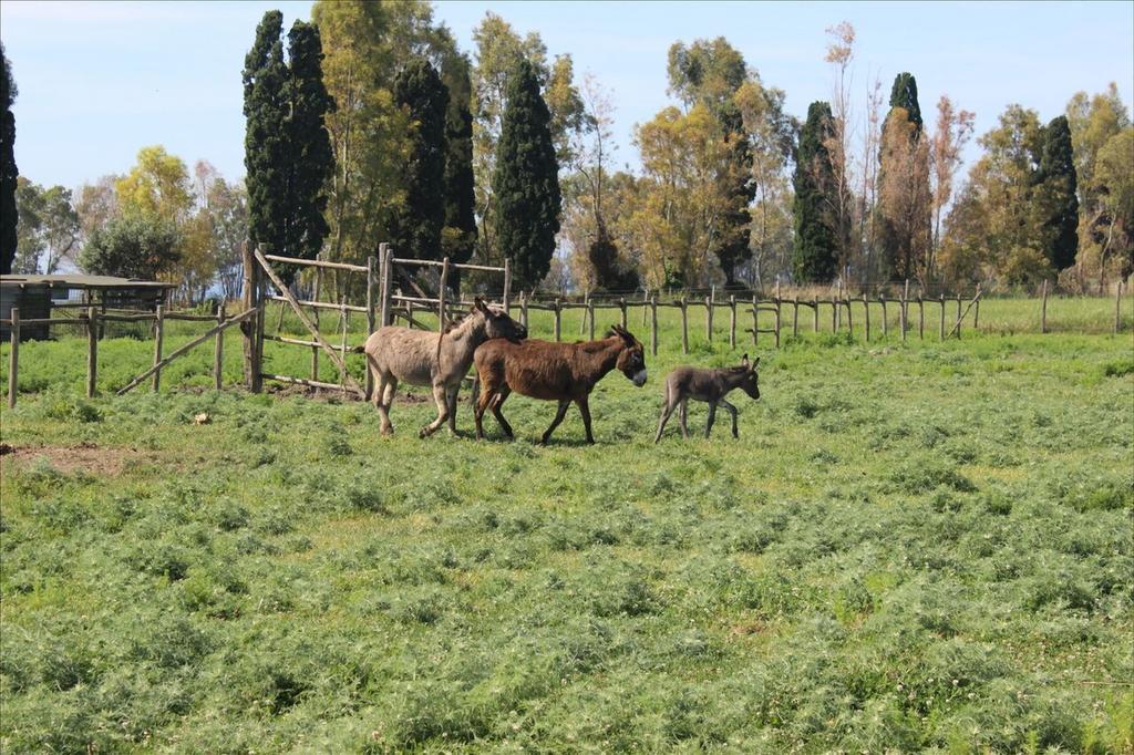 Podere Del Gesso Tarquinia Bagian luar foto